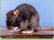 rat control Ashington